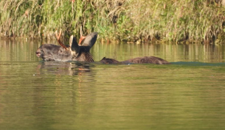 Rakousko řeší, co s losem Emilem. Ochránci odmítají jeho deportaci do Česka