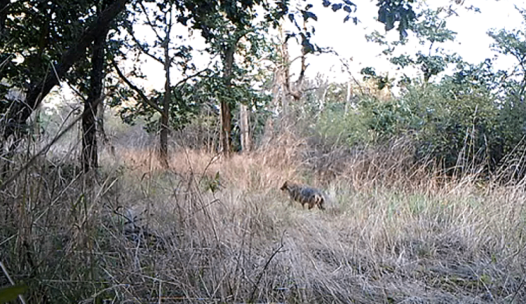 Ochránci přírody jásají. Fotopast v Podyjí poprvé zachytila šakaly