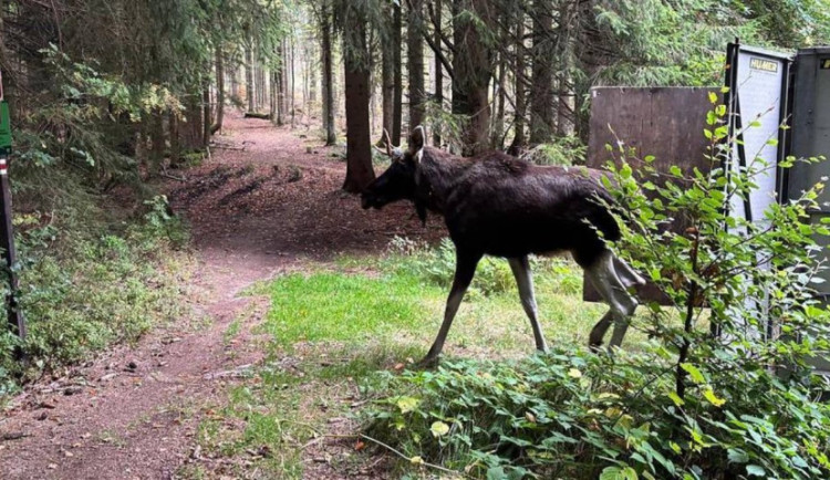 Losa Emila uspali a převezli na Šumavu, může tam posílit genetiku losí populace