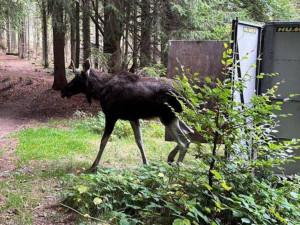 Los Emil se nyní pohybuje v okolí Stožce, zatím neopustil NP Šumava