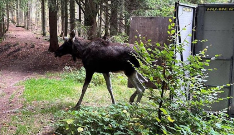 Los Emil se nyní pohybuje v okolí Stožce, zatím neopustil NP Šumava