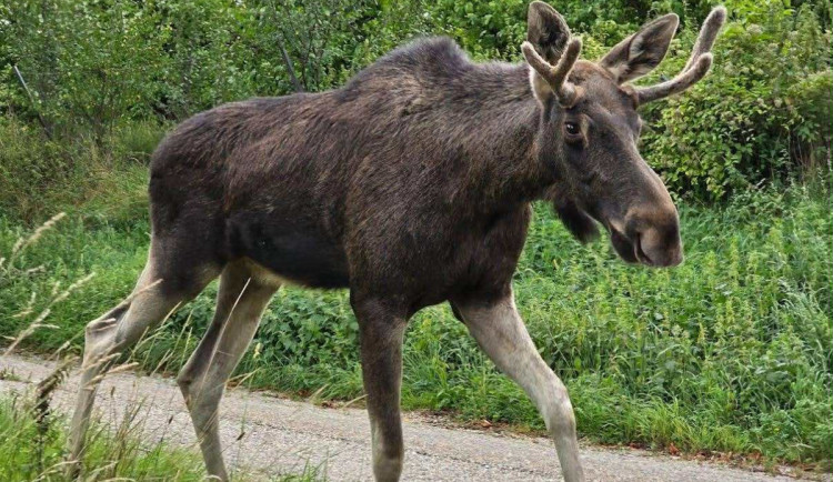 Pohyb losa Emila už nelze sledovat přes GPS lokátor, vybila se v něm baterie