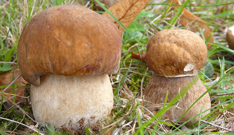 V lesích začaly pravé houbařské žně. Kam v Olomouckém kraji vyrazit?