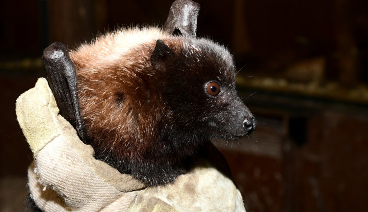Pětadvacet vzácných kaloňů odjelo z olomoucké zoo do Amsterdamu a Curychu