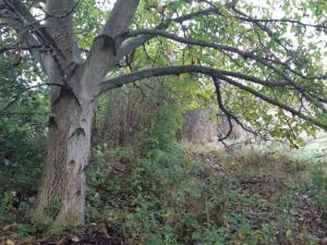 Do úklidu ulice zapojilo město lidi bez domova. Nasbírali přes čtyřicet pytlů odpadu