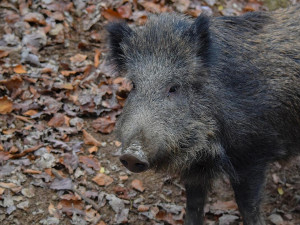Krumlov varuje obyvatele, divoká prasata hledají potravu a stahují se k městu