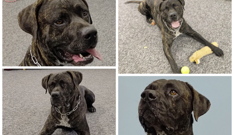 HLEDÁME PÁNÍČKA XX.: Šestiletý Ben žil s bezdomovcem, musel ho ale dát do útulku