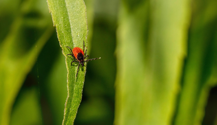 Počet případů lymské boreliózy na jihu Čech stoupl na 820. Nejvíce v historii