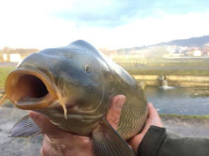 Začíná období výlovů. Po pauze se letos loví i Rožmberk - největší český rybník.