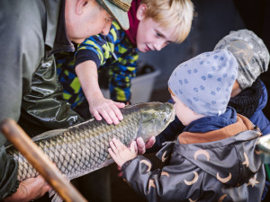 Začíná období výlovů. Po pauze se letos loví i Rožmberk - největší český rybník.