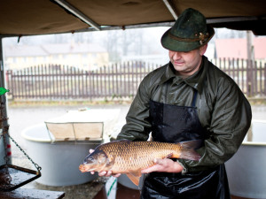 Začíná období výlovů. Po pauze se letos loví i Rožmberk - největší český rybník.