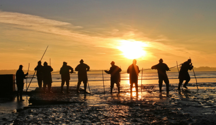 Začíná období výlovů. Po pauze se letos loví i Rožmberk - největší český rybník.
