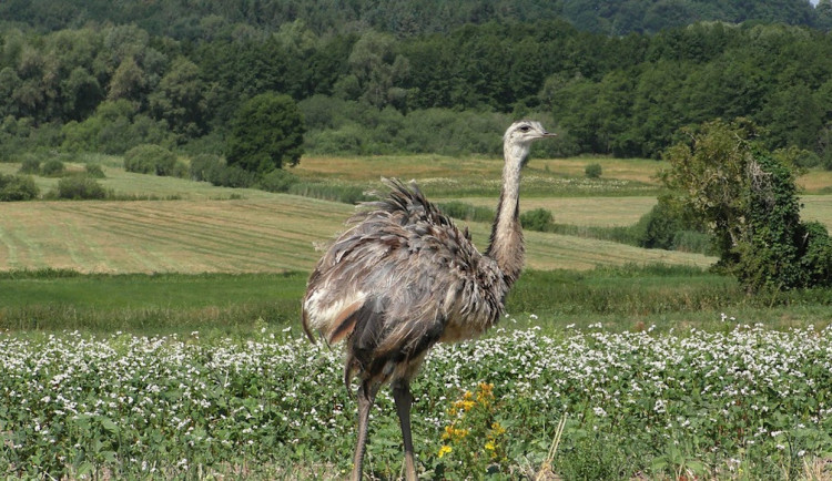 Silnici u Hatína blokoval pštros, majitelka ho hledá už tři dny