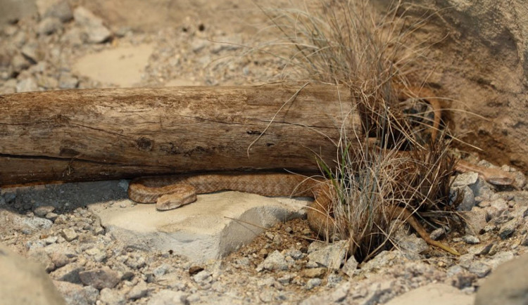V zoo v Hluboké nad Vltavou se prvně vylíhla mláďata jedovaté zmije Schweizerovy