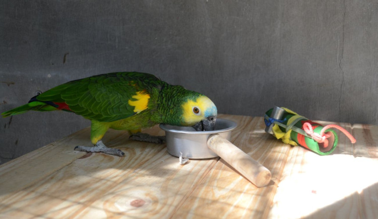 Amazoňan modročelý Jimena Lois-Milevicich