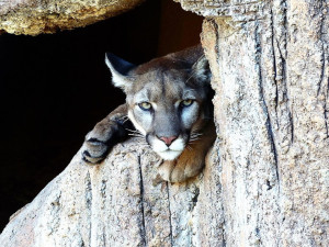 Kolem Týna nad Vltavou pobíhá divoká puma, pátrají po ní myslivci i policie