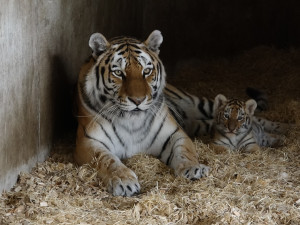 Dvě holky a jeden kluk. Hlubocká zoo prozradila pohlaví narozených tygřat