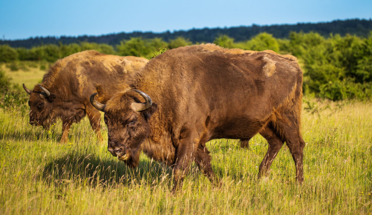 Zubři a divocí koně podle vědců podporují zadržování vody v krajině