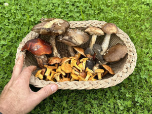Muchomůrka tygrovaná nebo masák? V Písku už řešili dvě vážné otravy
