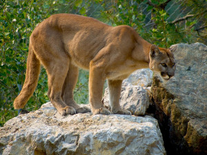 Puma na jihu Čech opět spatřena, tentokrát ji vidět rybář u Kolodějí