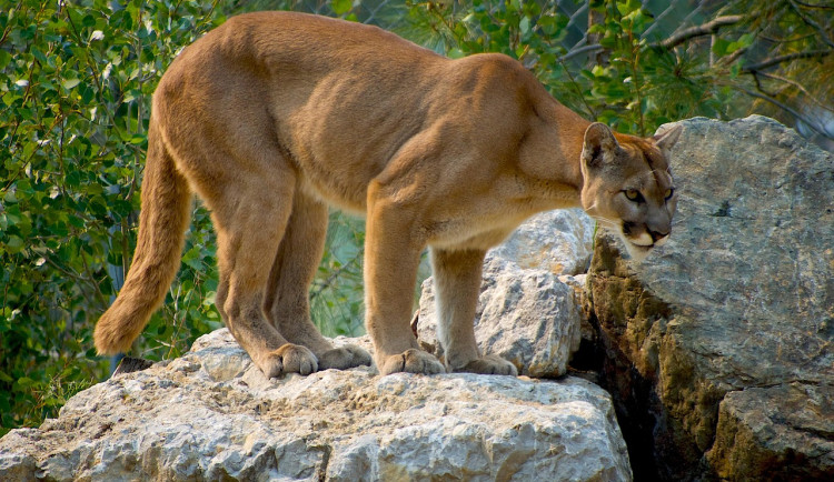 Puma na jihu Čech opět spatřena, tentokrát ji měl vidět rybář u Koloděj