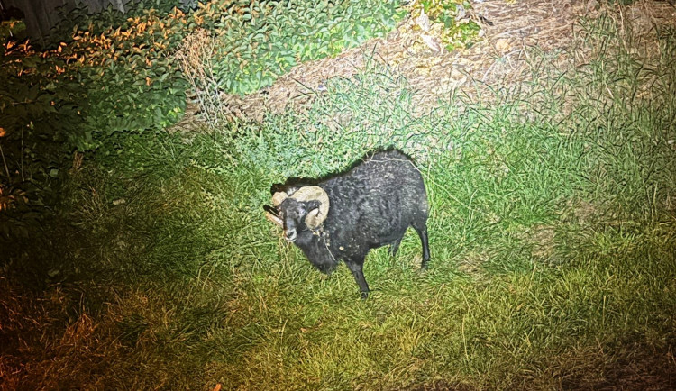 Divoké ráno v Hruškových Dvorech. U přechodu pobíhal černý beran