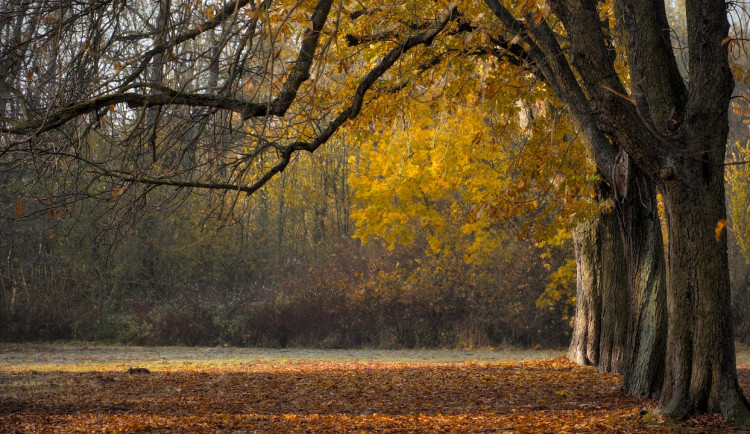 V týdnu začne pršet, teploty budou nadprůměrné, na víkend se ochladí