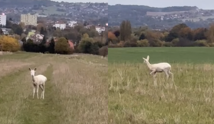 U Litvínovic se znovu objevila bílá srna. Tu poslední zardousil pes
