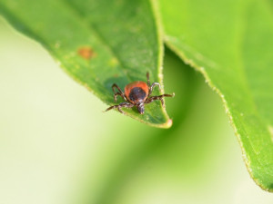 Rekordní výskyt lymeské boreliózy v jižních Čechách. Hygienici hlásí téměř devět set případů