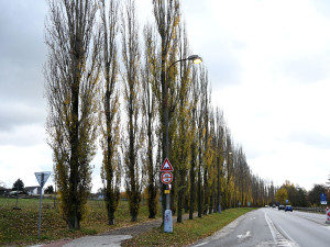 Topolová alej zdobila Písek půl století, nyní půjde k zemi