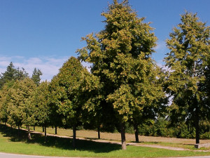 Lipová alej k Hrobce rodu Dalbergů