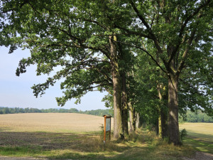 Dubová alej Knížecí cesta