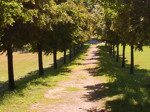 Česko hledá nejkrásnější alej. Jihočeši mají tři želízka v ohni
