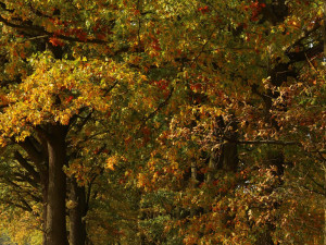Česko hledá nejkrásnější alej. Jihočeši mají tři želízka v ohni