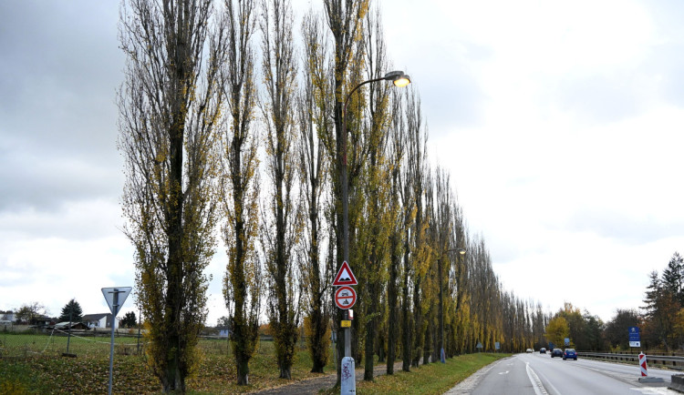 Písek dnes začne kácet starou topolovou alej, na jaře tam vysadí duby.