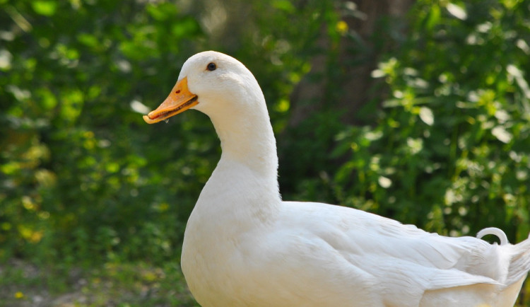 Jatka v Mirovicích zůstanou kvůli ptačí chřipce několik dní mimo provoz