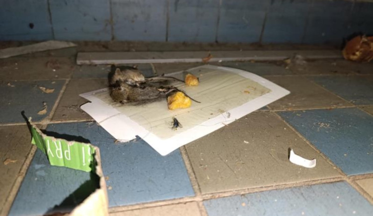 Inspekce uzavřela prodejnu v Táboře kvůli hlodavcům a špíně