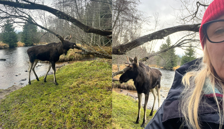 Na Šumavě už potkala vlka i losa Emila. Zbývá jí spatřit ještě rysa a tetřeva