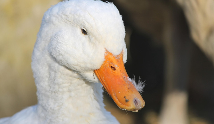 Veterináři potvrdili letos páté ohnisko ptačí chřipky, je v Blatné na jihu Čech