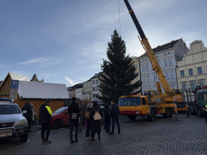 Nový vánoční strom je na místě. Pětadvacetiletá jedle se rozsvítí na konci měsíce