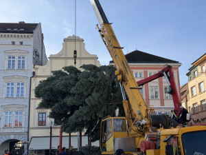 Nový vánoční strom je na místě. Pětadvacetiletá jedle se rozsvítí na konci měsíce
