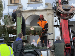 Nový vánoční strom je na místě. Pětadvacetiletá jedle se rozsvítí na konci měsíce