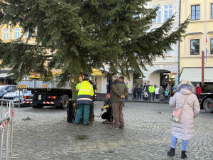 Nový vánoční strom je na místě. Pětadvacetiletá jedle se rozsvítí na konci měsíce