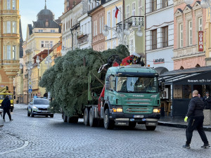 Nový vánoční strom je na místě. Pětadvacetiletá jedle se rozsvítí na konci měsíce