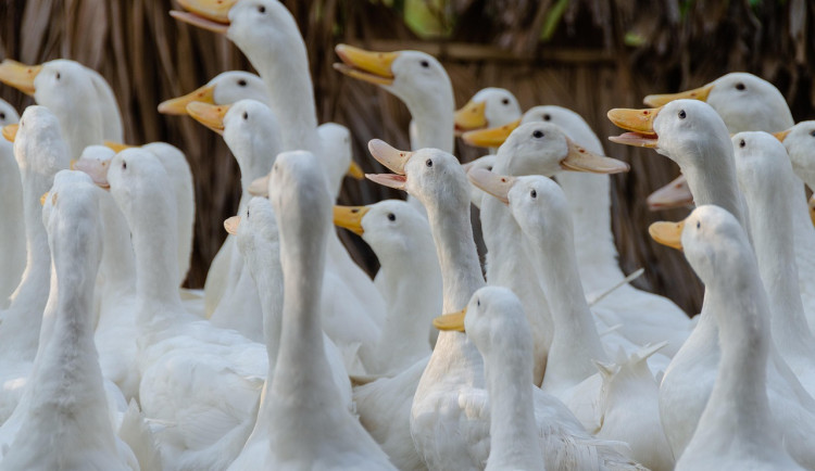 V Blatné kvůli ptačí chřipce začala likvidace 13 tisíc kachen