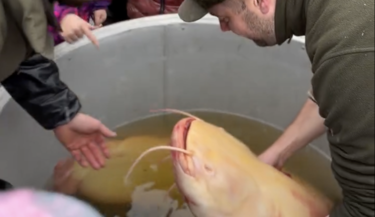 Bílý sumec Fanda je zpátky ve Světě. Do vody mu pomohly třeboňské děti