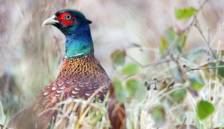 V bažantnici na Písecku začala likvidace chovu, v němž je ptačí chřipka