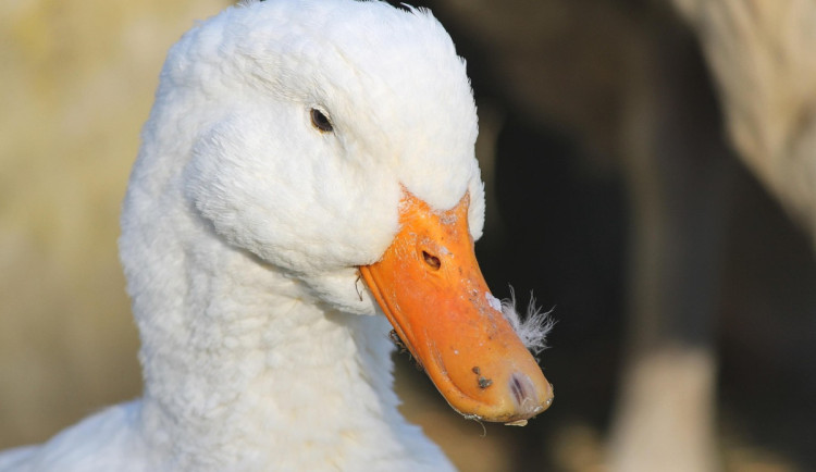 V Blatenské rybě potvrzeno čtvrté ohnisko ptačí chřipky, utratí se 3800 kachen