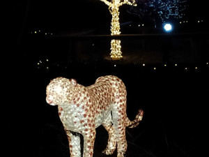 Vánočně nasvícená Zoo Hluboká rozsvítí vaše srdce