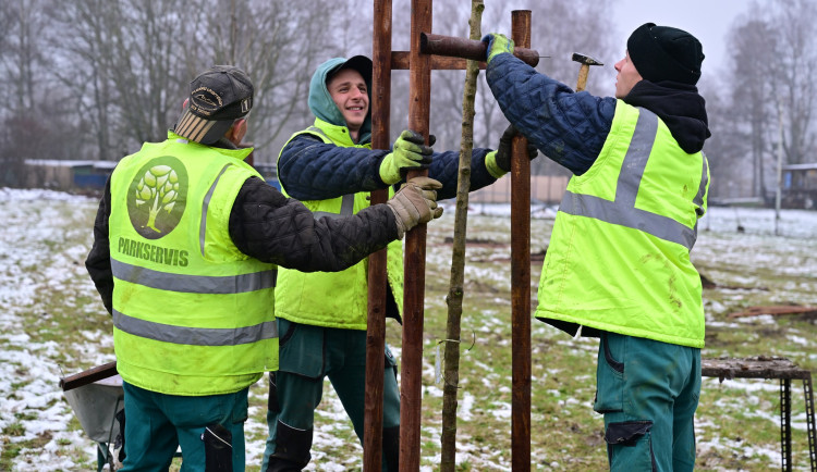 V Karviné vzniká „Náš sad“. Nová zelená oáza má přilákat ptactvo i bojovat proti jmelí